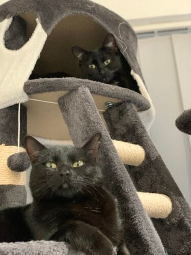 Cracotte et Biscotte