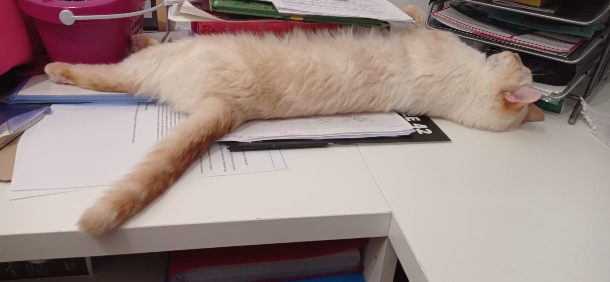 Bibichat – Image 3