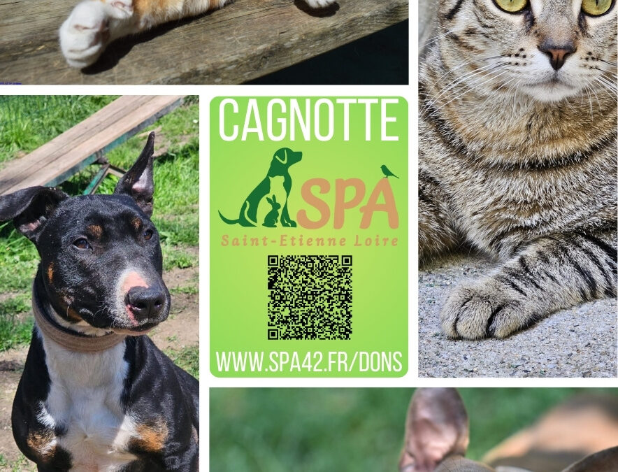 💝 Soutenez nos animaux grâce à notre cagnotte