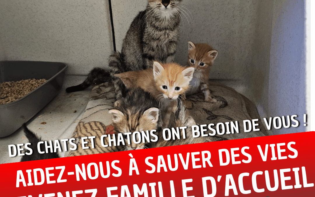 🚨 Appel urgent aux familles d’accueil ! 🚨