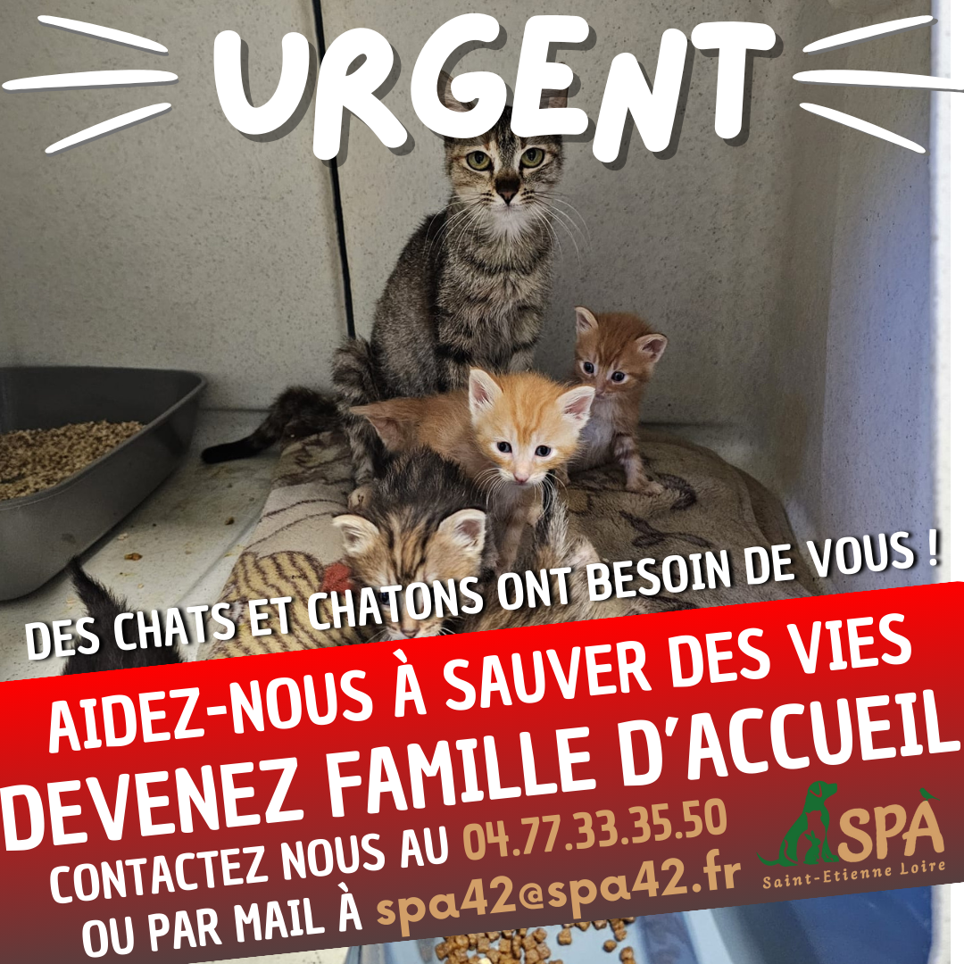 🚨 Appel urgent aux familles d’accueil ! 🚨