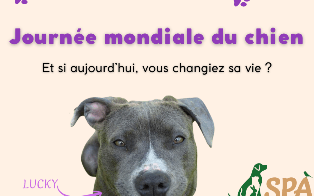 26 Aout – Journée mondiale du chien : après l’été, pensons aux chiens abandonnés