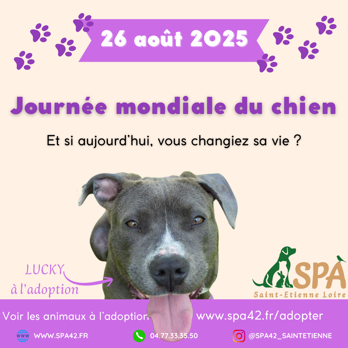 26 Aout – Journée mondiale du chien : après l’été, pensons aux chiens abandonnés