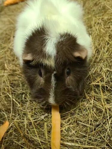 Tonic Tagada Trifouille