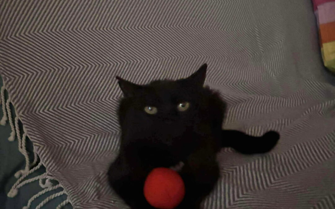 🆘URGENCE – RECHERCHE FAMILLE D’ACCUEIL OU D’ADOPTION POUR AZELLE !🆘