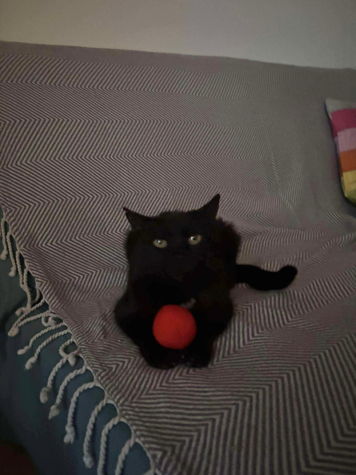 🆘URGENCE – RECHERCHE FAMILLE D’ACCUEIL OU D’ADOPTION POUR AZELLE !🆘