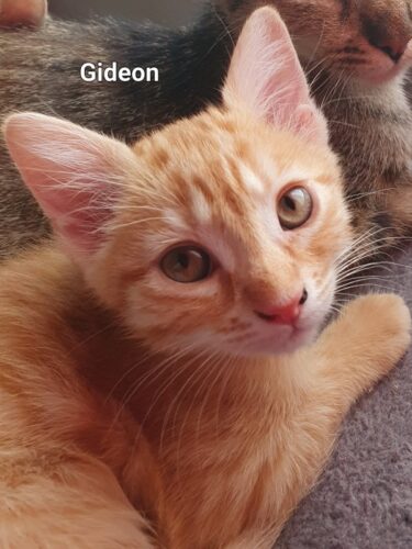 Gidéon