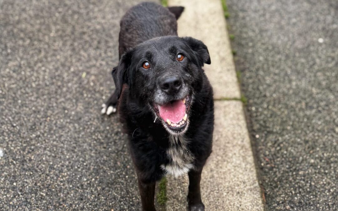 🆘 URGENT – RECHERCHE FAMILLE D’ACCUEIL POUR BANDIT 🆘