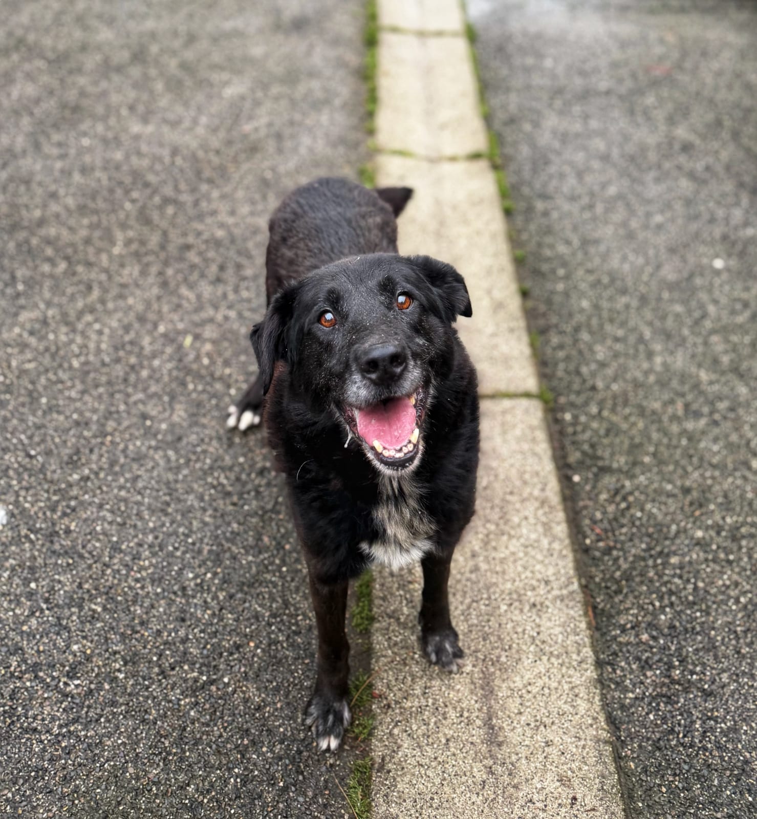 🆘 URGENT – RECHERCHE FAMILLE D’ACCUEIL POUR BANDIT 🆘