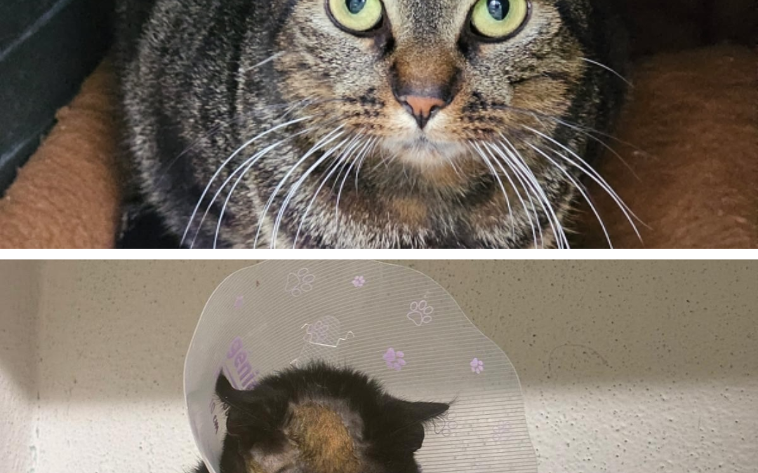 🆘URGENT – RECHERCHE FAMILLES D’ACCUEIL POUR TIGRETTE & YOUCAN🆘