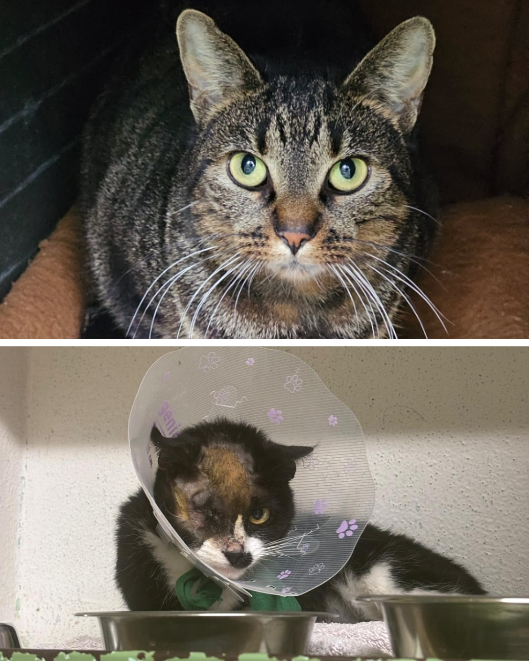 🆘URGENT – RECHERCHE FAMILLES D’ACCUEIL POUR TIGRETTE & YOUCAN🆘