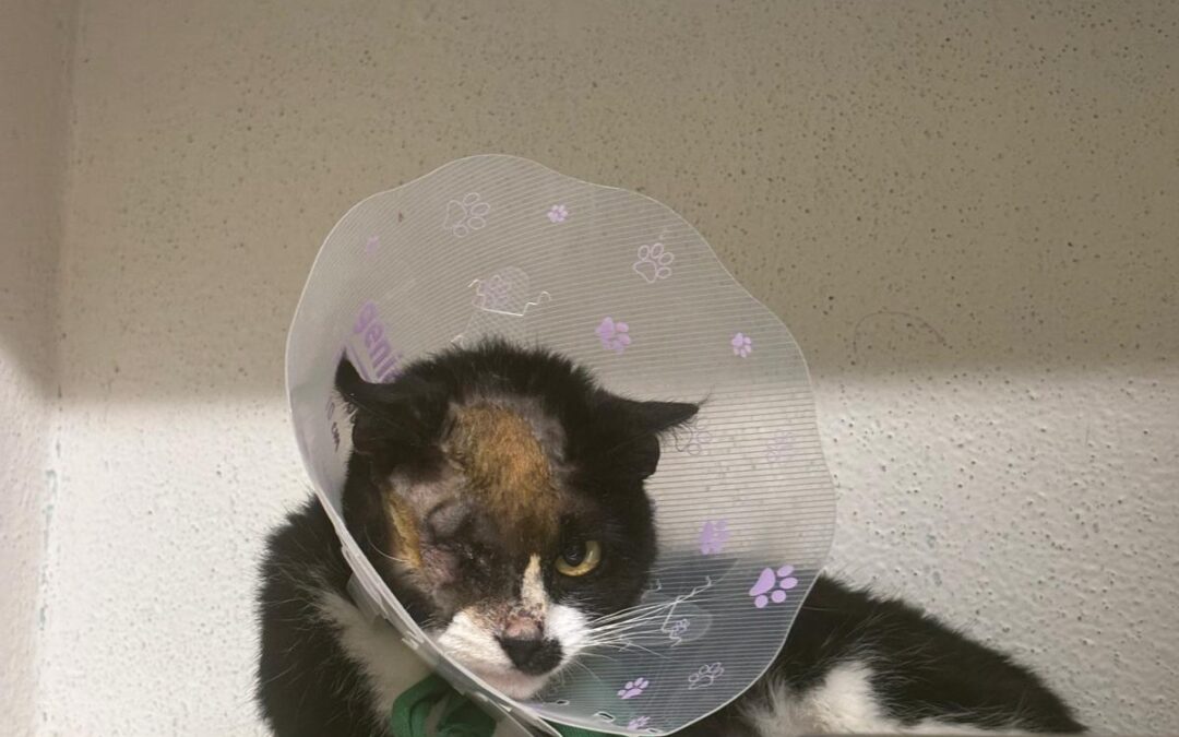 🆘URGENT – RECHERCHE FAMILLE D’ACCUEIL POUR YOUCAN🆘