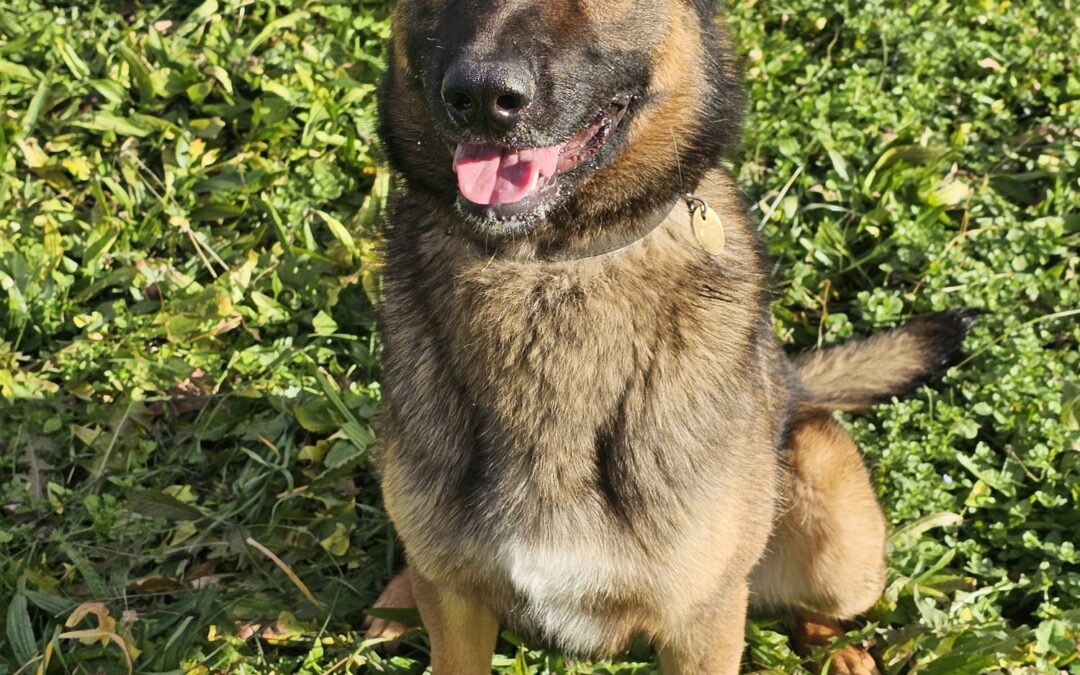 🆘 URGENT – Aidez Venom, un jeune chien face à la maladie 🆘