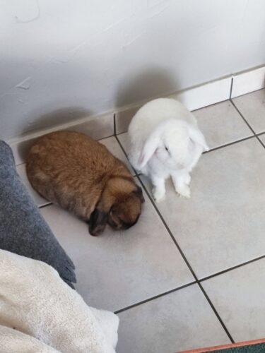 Bounty & Flonflon-Percy