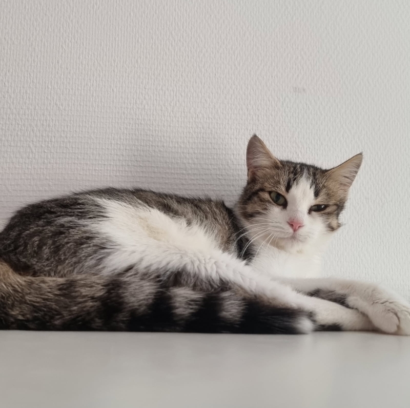 Angélique – Image 2