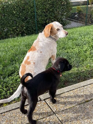 Aska (anciennement Ice)