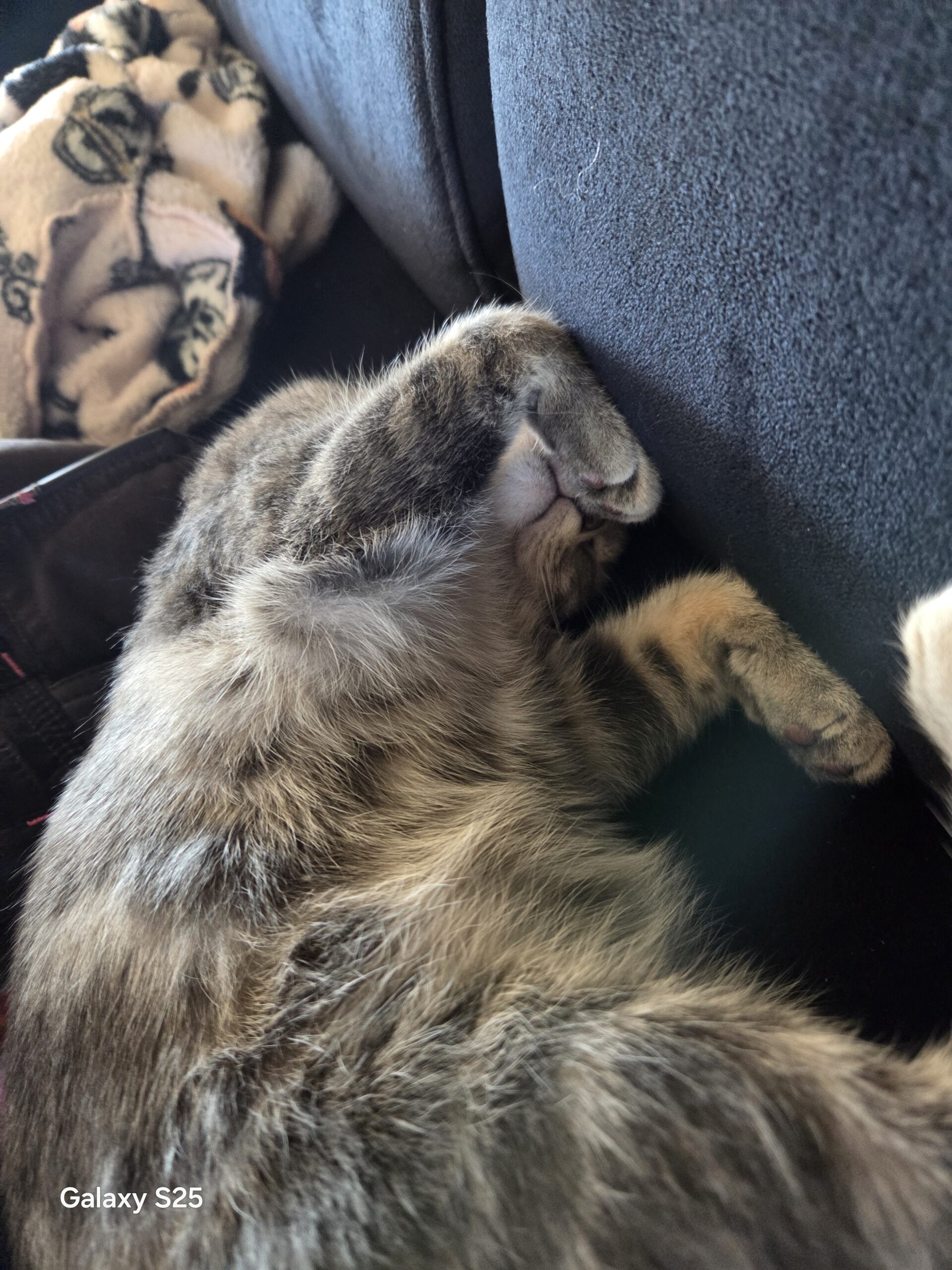 Indie - Cookie – Image 3