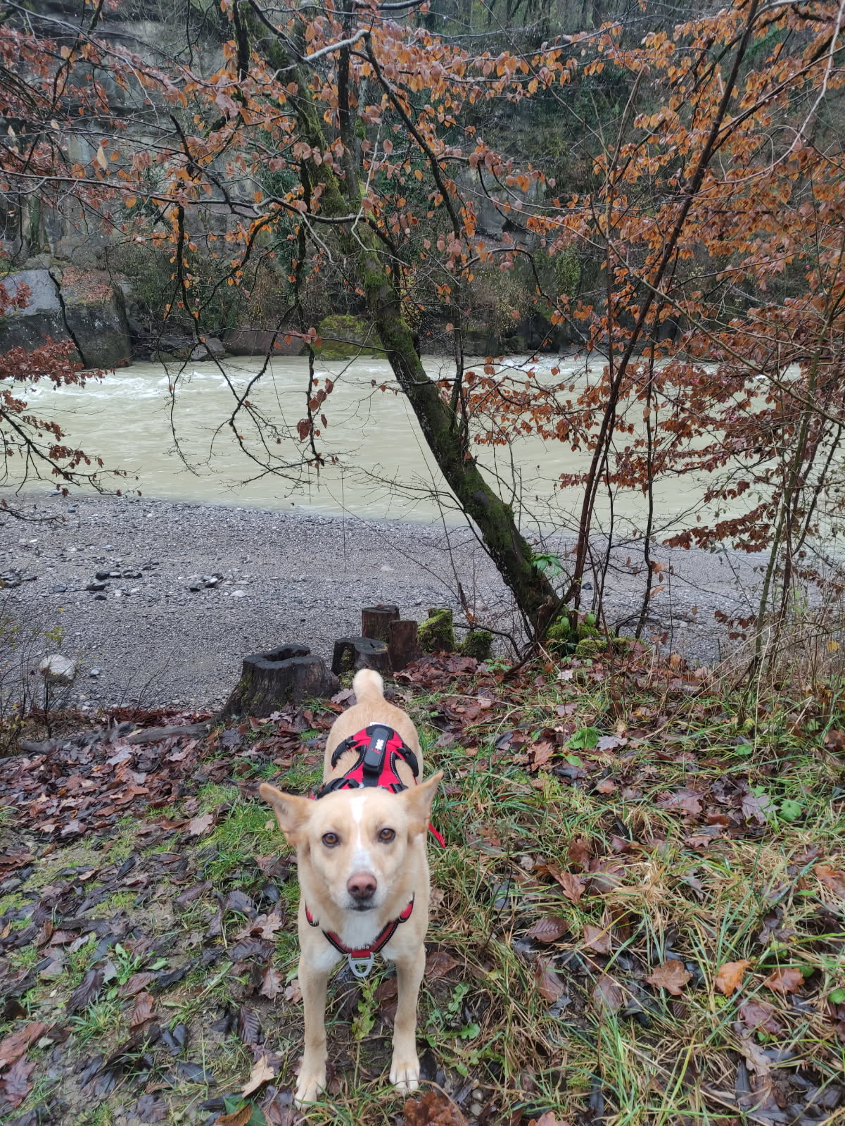 Tia (anciennement Tina)