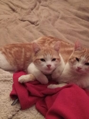 Ambre et Rose (Loki et Roki)