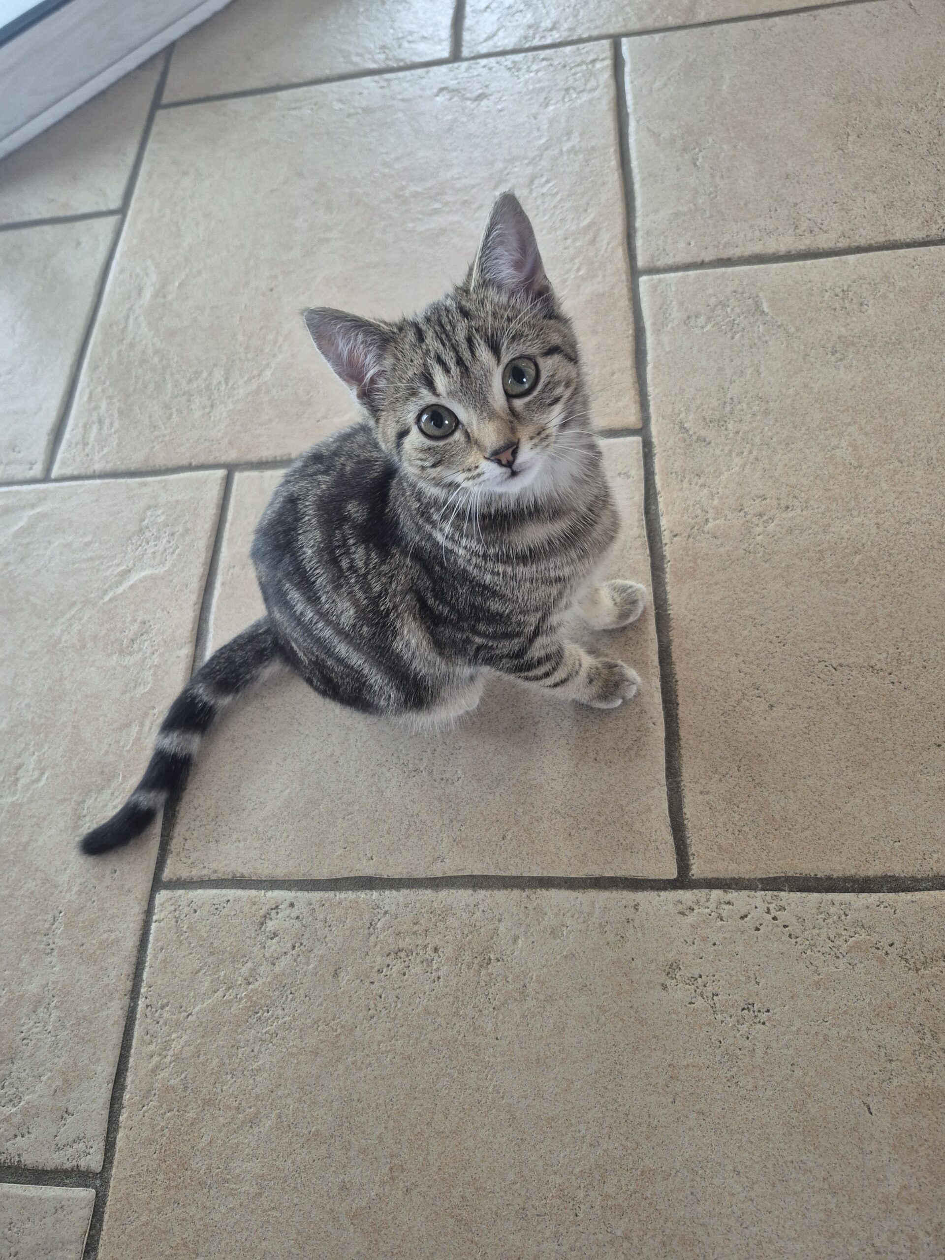 Mochi (ex Aby) – Image 2