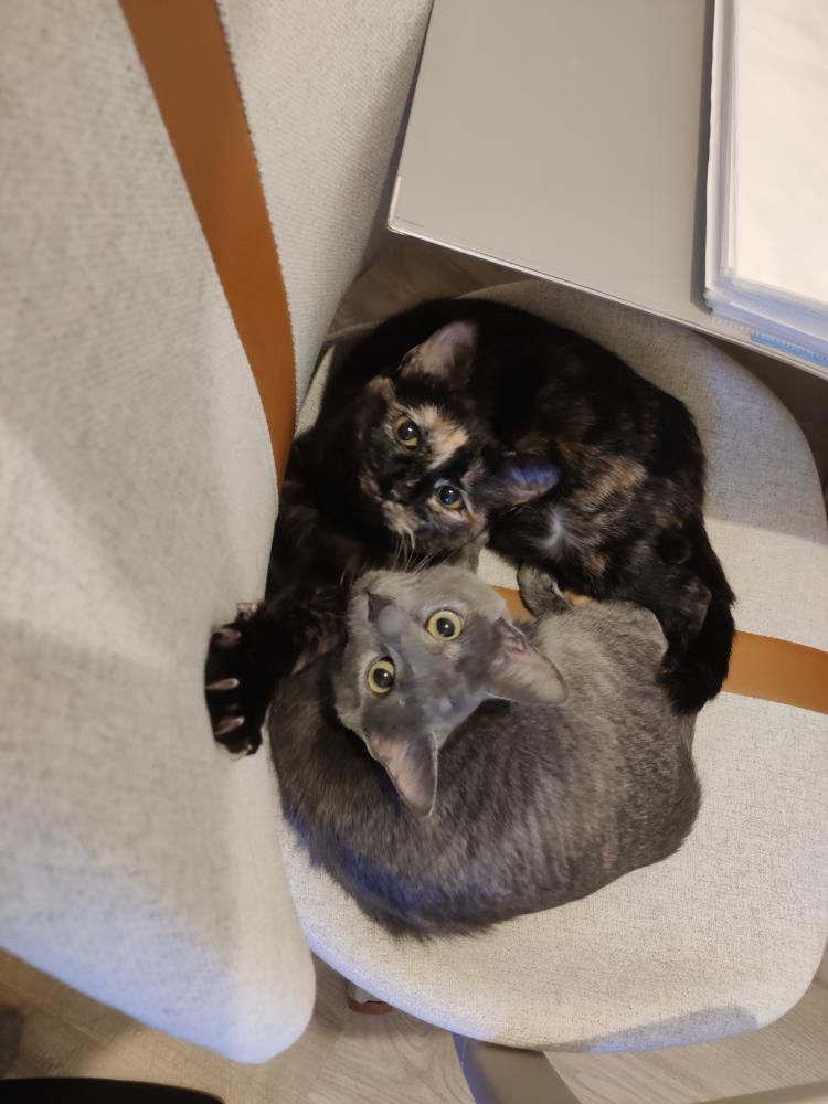 Nana et Dumba – Image 3