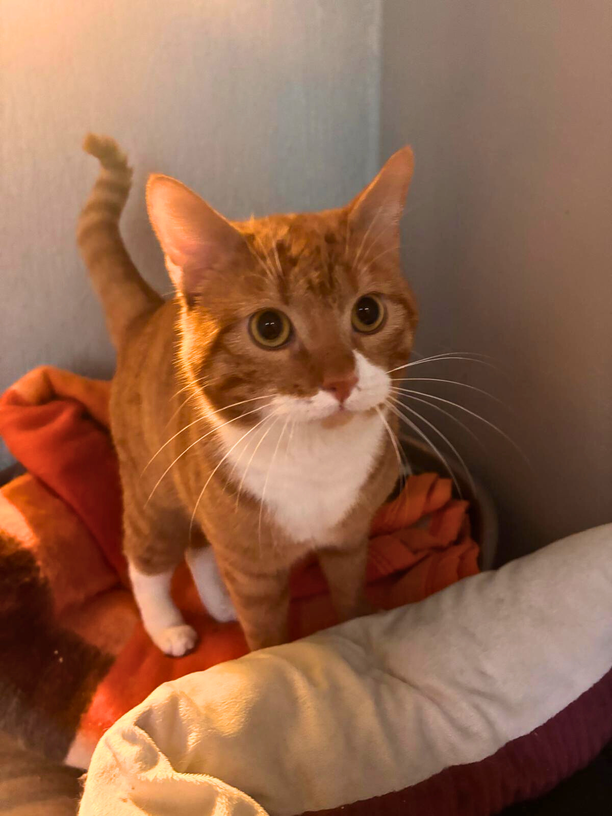 Roudoudou – Image 2