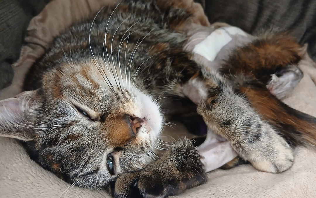 Aidez Artichaud, petite minette grièvement blessée après une terrible chute !