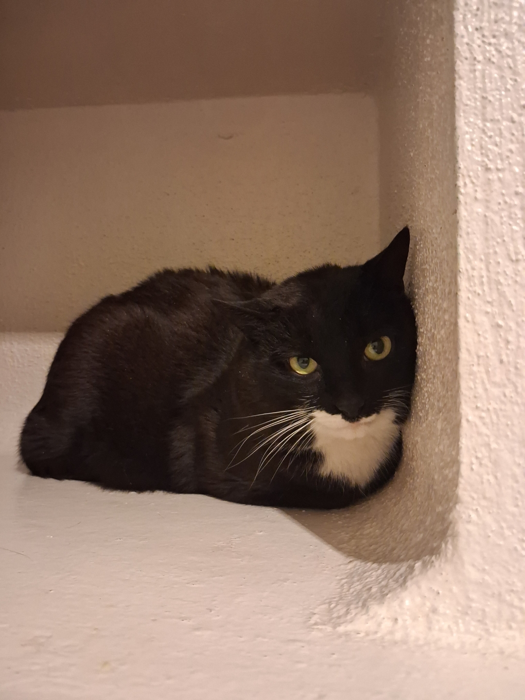 Rasta dit Maestro – Image 3