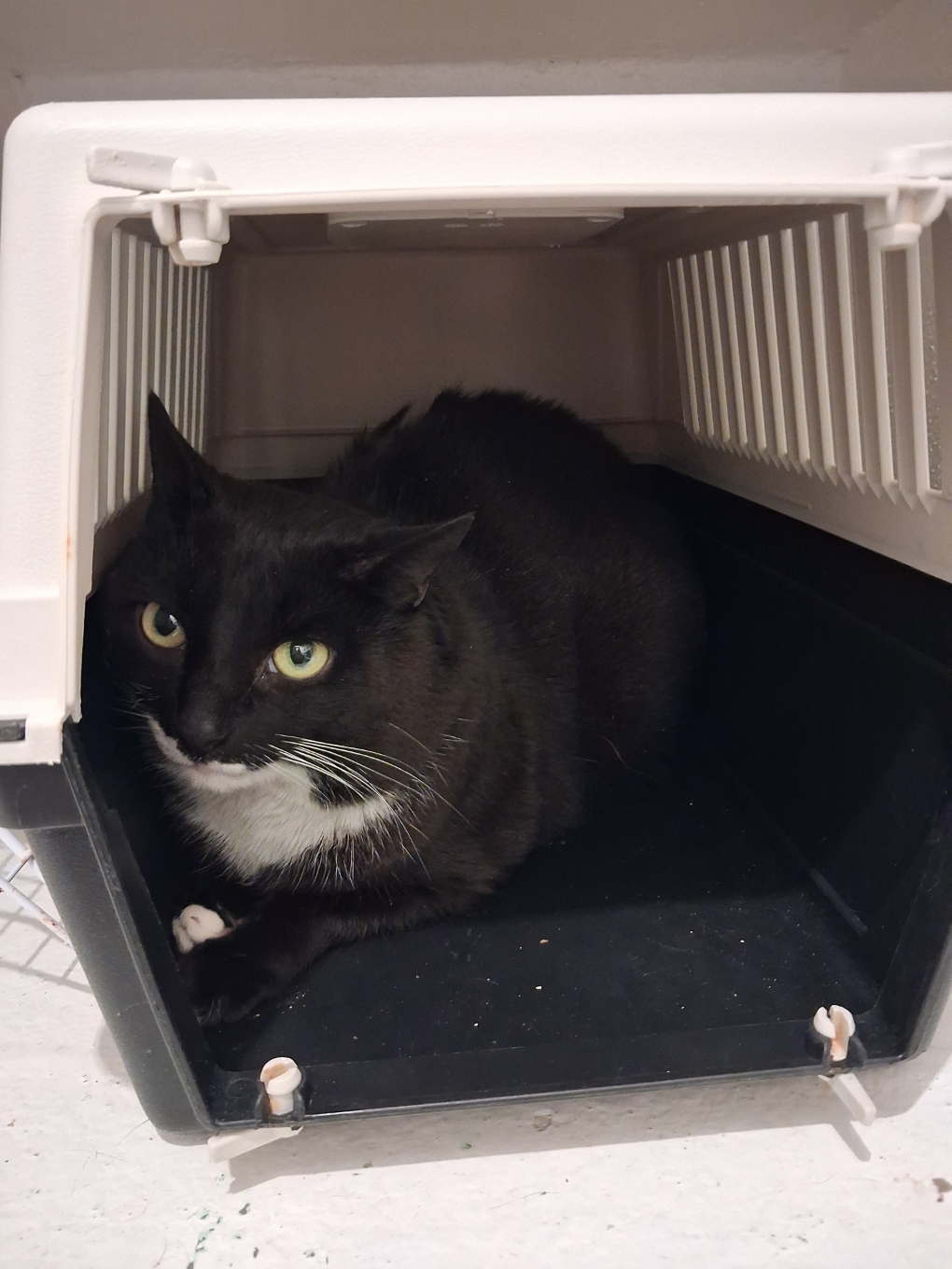 Rasta dit Maestro – Image 2