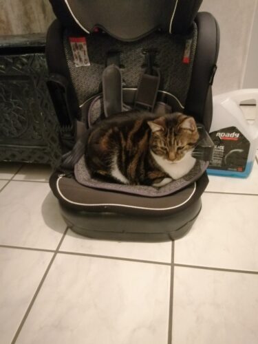 Pitchoune (ex Timoune)